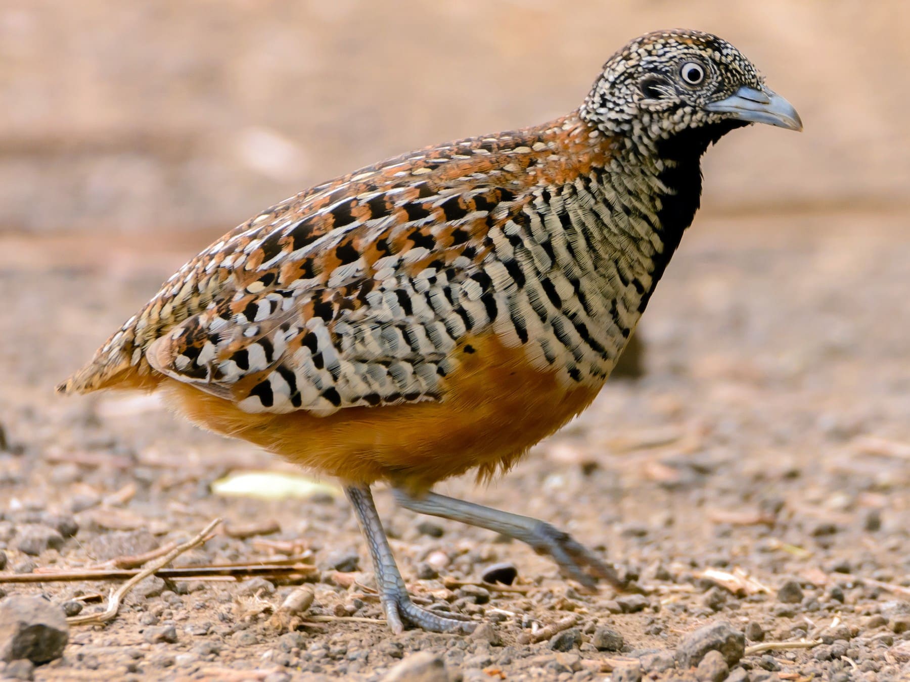 Barred Buttonquail